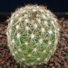 Escobaria_vivpara_v_texens